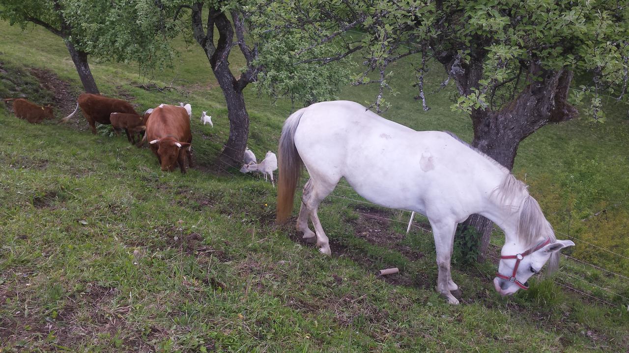 Vaznik Farm House Apartments Bled Exterior photo